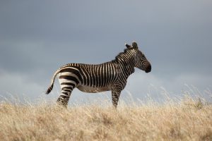 animal, zebra, mammal-6997104.jpg