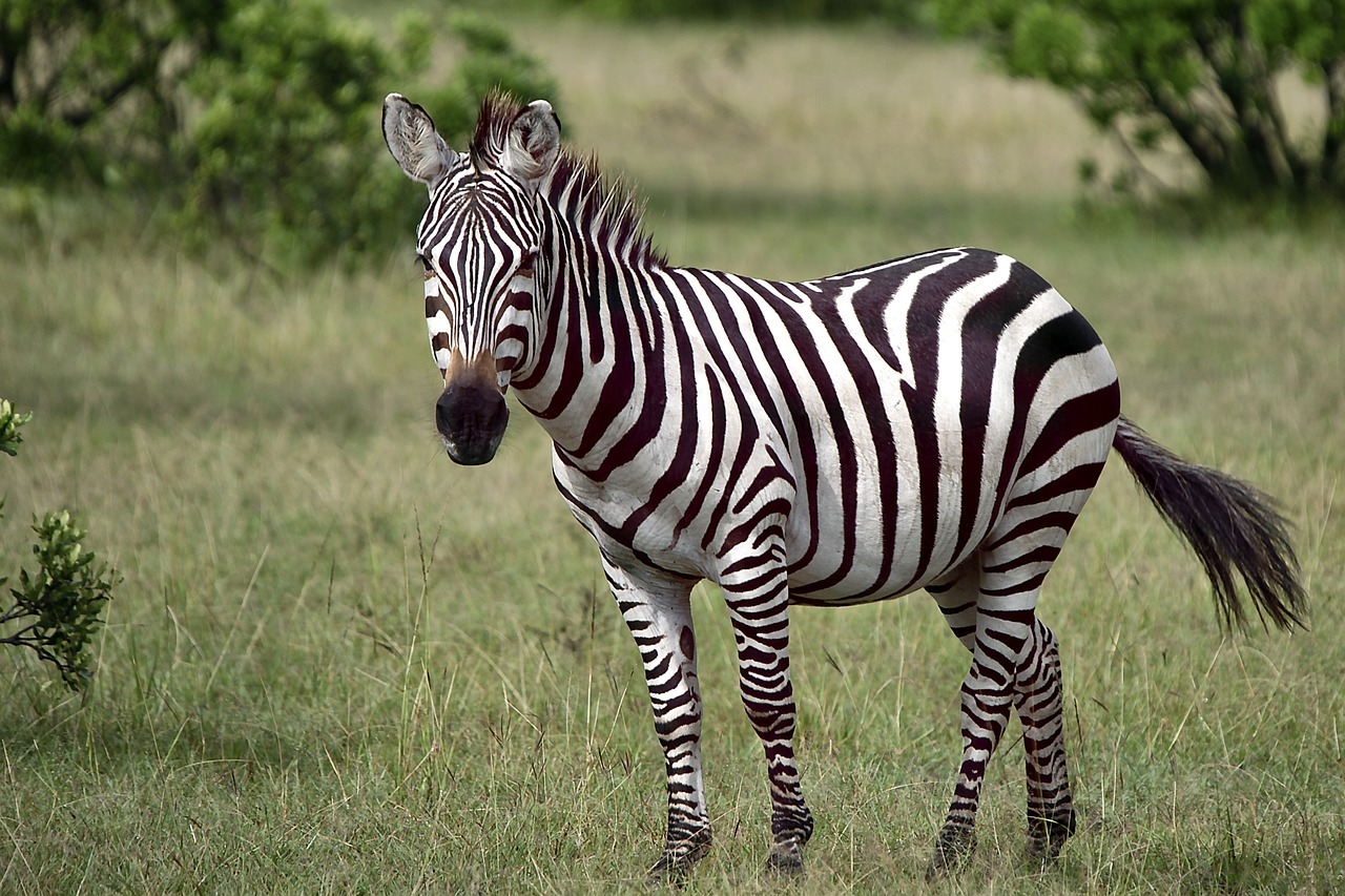 animal, zebra, wild-4917802.jpg