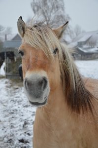 fjord horse, mane, winter-7497656.jpg