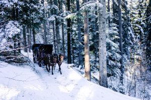 horse, chariot, winter-2606269.jpg