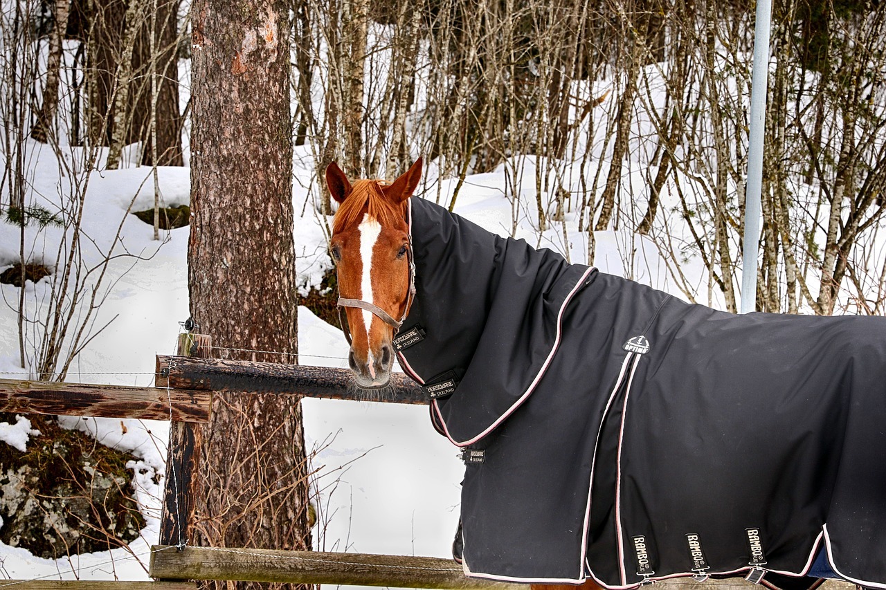 horse, farm, winter-3254651.jpg