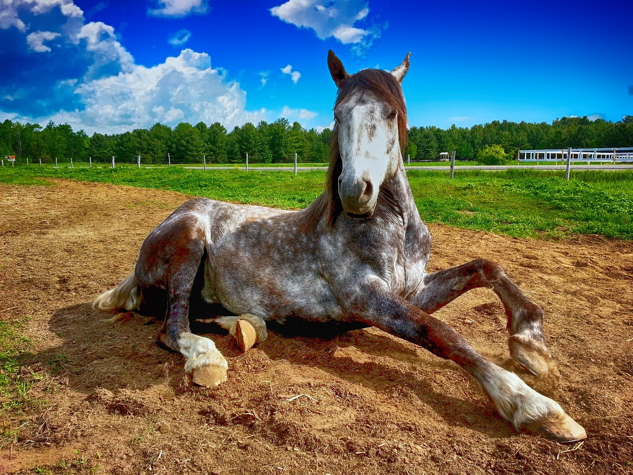 horse, lying down, farm-2572051.jpg