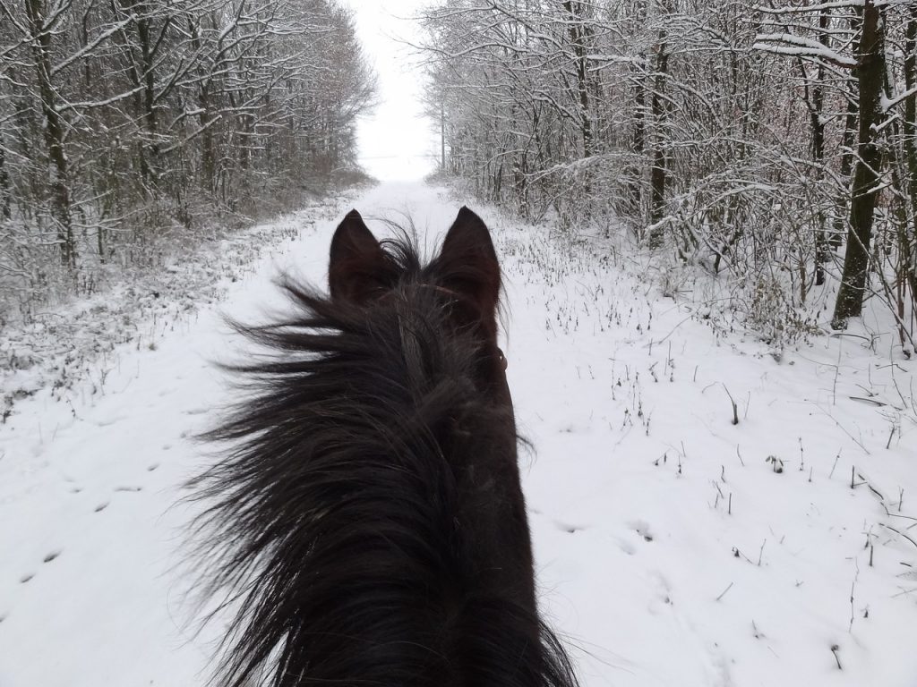 horse, winter, horse head-1365988.jpg