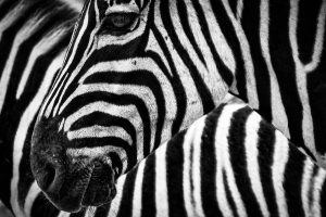 zebra, equine, mammal-489276.jpg