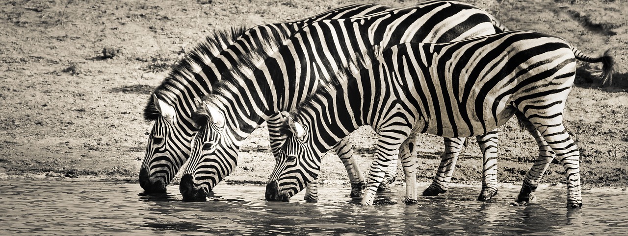 zebra, safari, wildlife-3044577.jpg