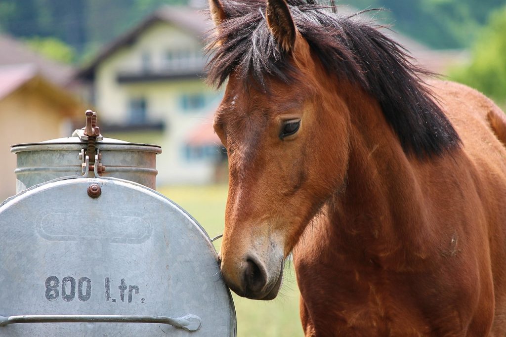 horse, horse head, water tank-3425092.jpg