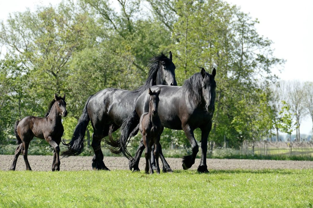 horse, horses, foal-4207118.jpg